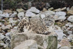 La apicultura tiene un efecto sorprendente en la población mundial de leopardos de las nieves