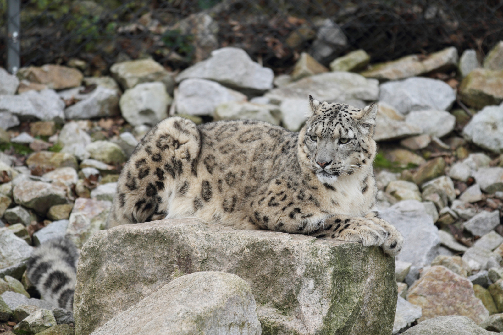 La apicultura tiene un efecto sorprendente en la población mundial de leopardos de las nieves