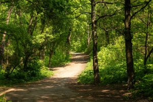 La Ley de Restauración de la Naturaleza y la estrategia de Biodiversidad de la UE