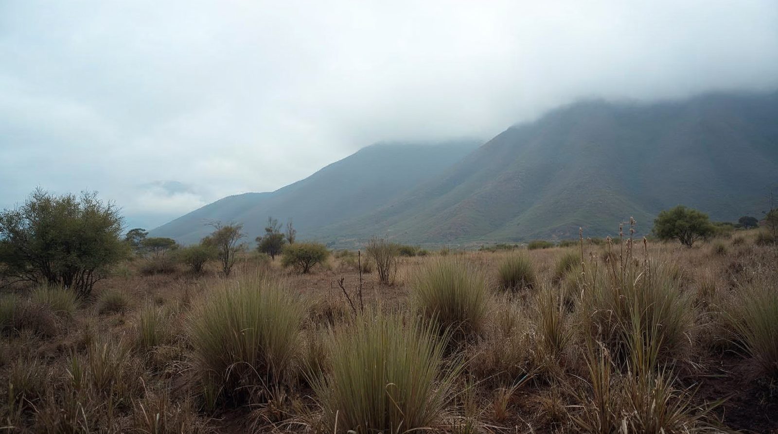 Parque Nacional Puracé: cómo llegar desde Popayán y si reabrió en 2026 Parque Nacional Puracé: cómo llegar desde Popayán y si reabrió en 2026
