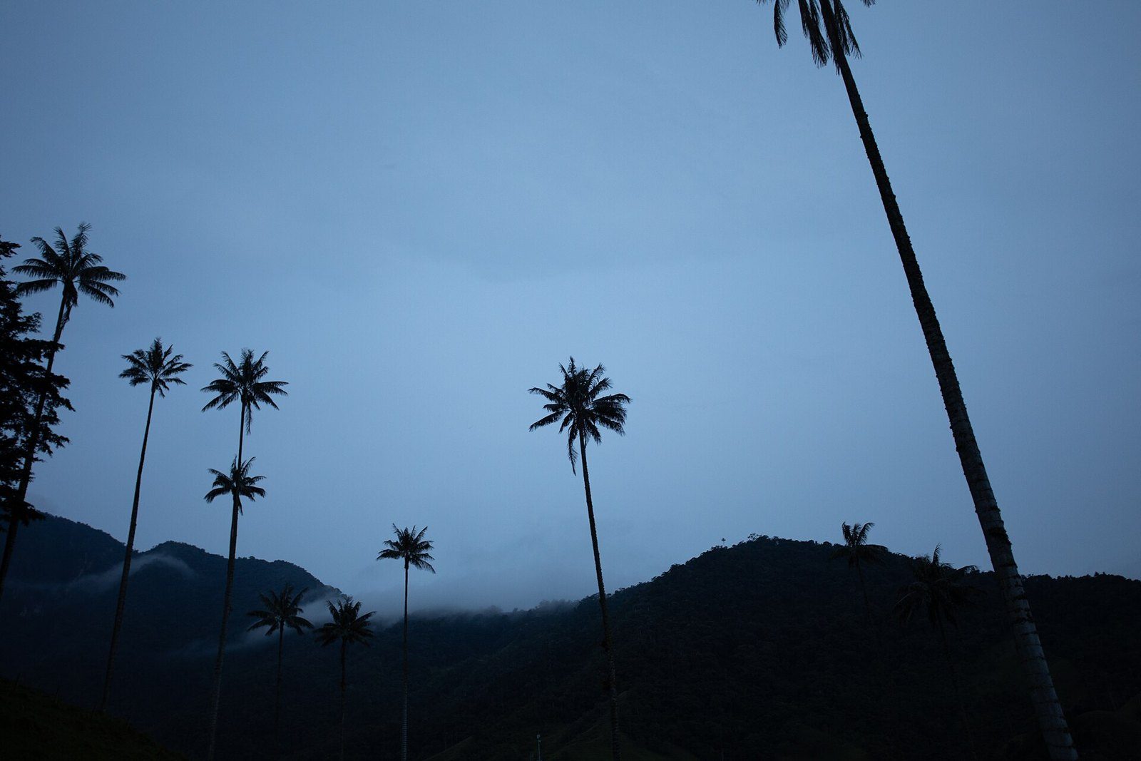Siluetas de palmas de cera sobre una ladera verde con el sol en un cielo azul, en el Valle de Cocora
