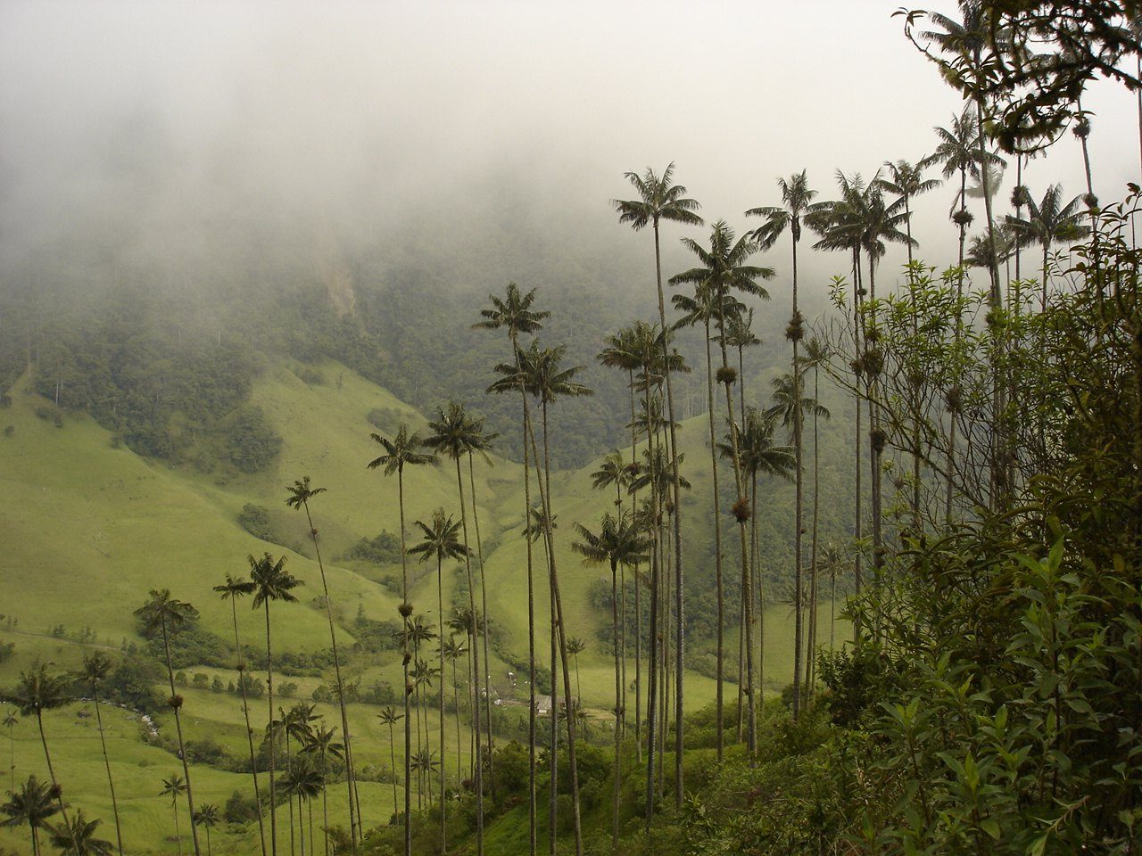 Palmas de cera altas entre la niebla sobre laderas verdes del Valle de Cocora, en Quindío